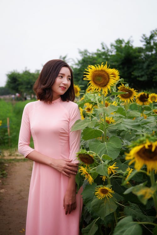 有关優雅, 內容, 向日葵的免费素材图片