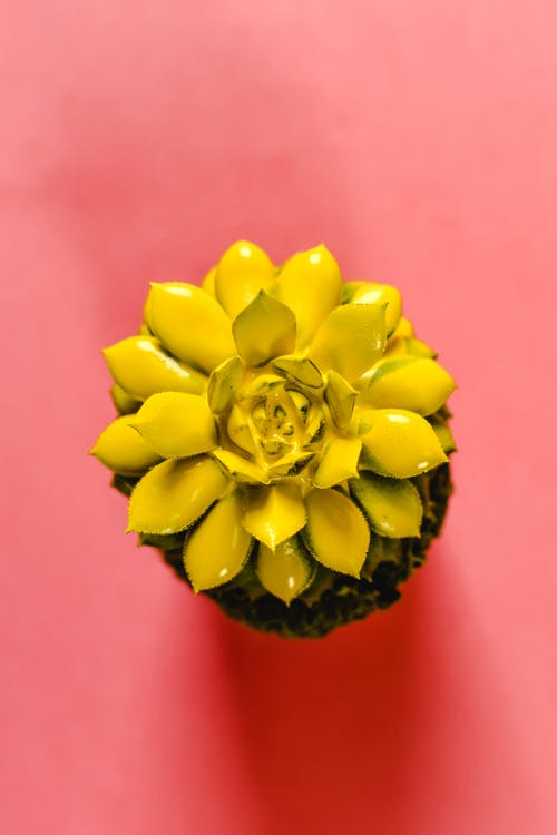 有关Flatlay, 垂直拍摄, 微妙的免费素材图片