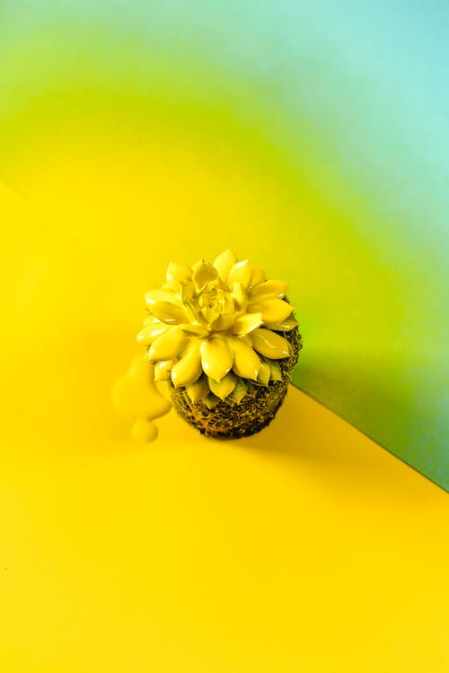 有关Flatlay, 垂直拍摄, 微妙的免费素材图片