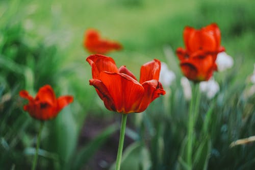 有关天性, 户外, 植物的免费素材图片