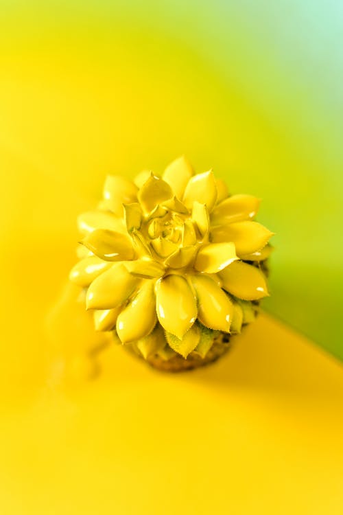 有关Flatlay, 垂直拍摄, 微妙的免费素材图片