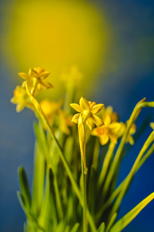盛开的水仙花的特写镜头 · 免费素材图片