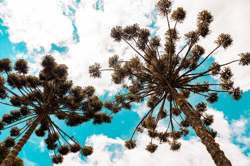 有关从下面, 低角度, 充满活力的免费素材图片