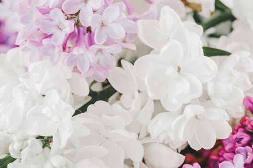 有关syringa vulgaris, 一串, 优雅的免费素材图片