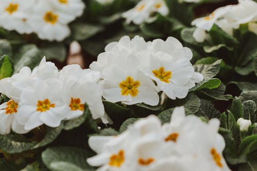 有关味道, 园艺, 增长的免费素材图片