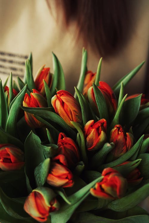 有关不露面, 人, 优雅的免费素材图片