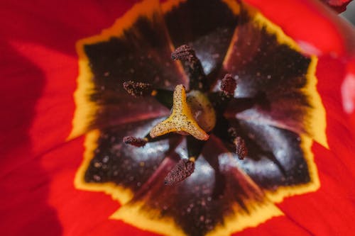 有关一般开销, 俯视图, 单子叶植物的免费素材图片