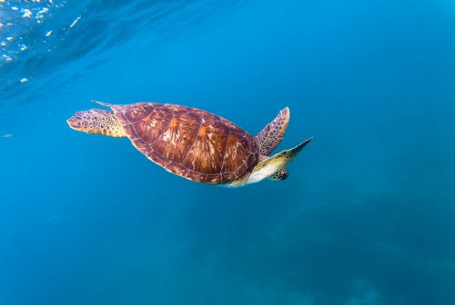 有关天性, 户外, 水的免费素材图片