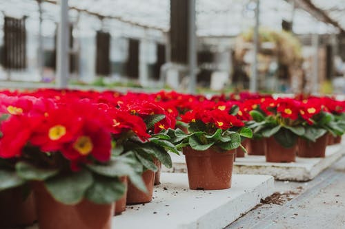 有关作文, 充满活力, 公园的免费素材图片