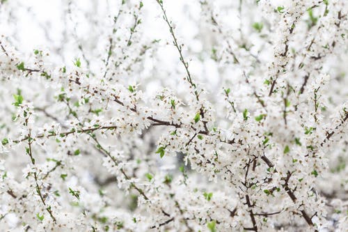 有关一串, 分公司, 味道的免费素材图片