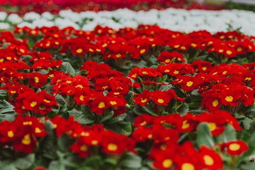 有关味道, 园艺, 增长的免费素材图片