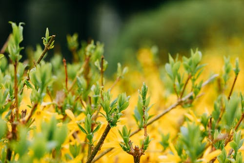 有关地平线, 增长, 夏天的免费素材图片