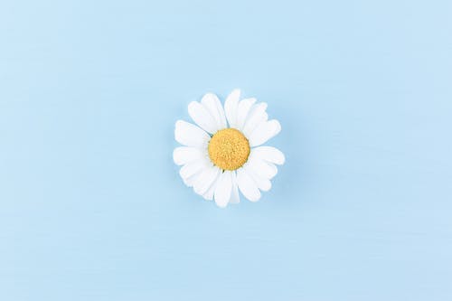 有关俯视图, 优雅, 和平的的免费素材图片