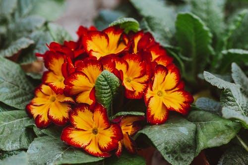 有关味道, 园艺, 增长的免费素材图片