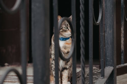 有关冷静, 击剑, 动物学的免费素材图片