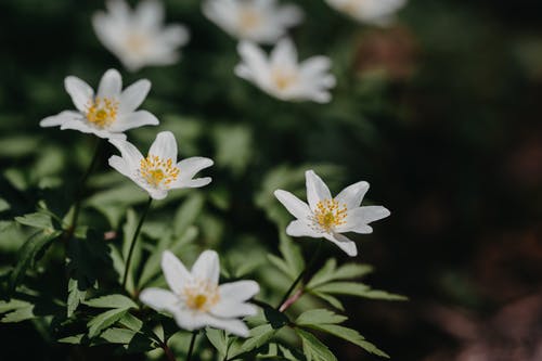 有关元素, 光, 各种的免费素材图片