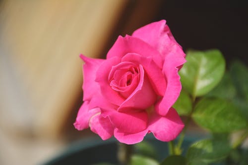 有关味道, 壁纸, 微妙的免费素材图片