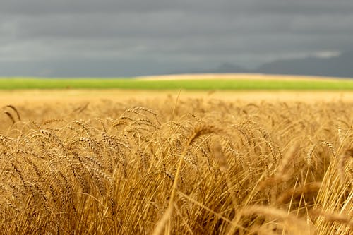有关小麦, 特写, 田的免费素材图片