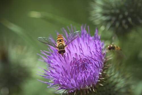 有关像蜜蜂, 微距拍摄, 微距摄影的免费素材图片