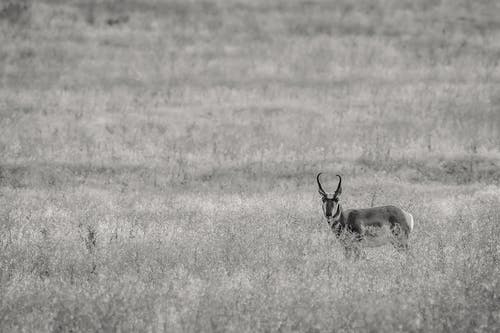 有关alcelaphus buselaphus caama, bw, 光的免费素材图片