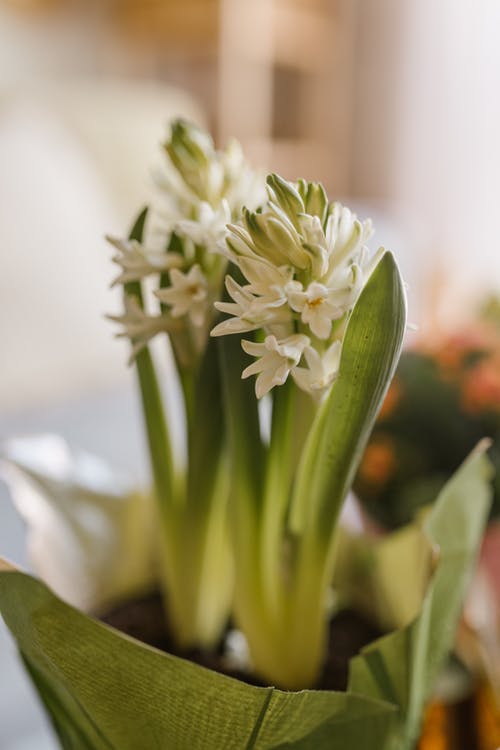 有关ha犯罪, norooz, novruz的免费素材图片