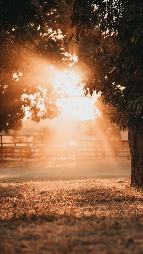 有关垂直拍摄, 天性, 户外的免费素材图片