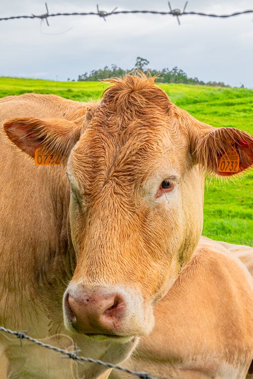 有关动物, 动物摄影, 哺乳动物的免费素材图片