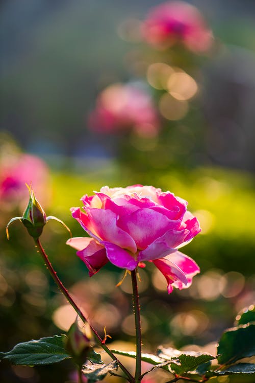 有关@户外, 垂直拍摄, 天性的免费素材图片