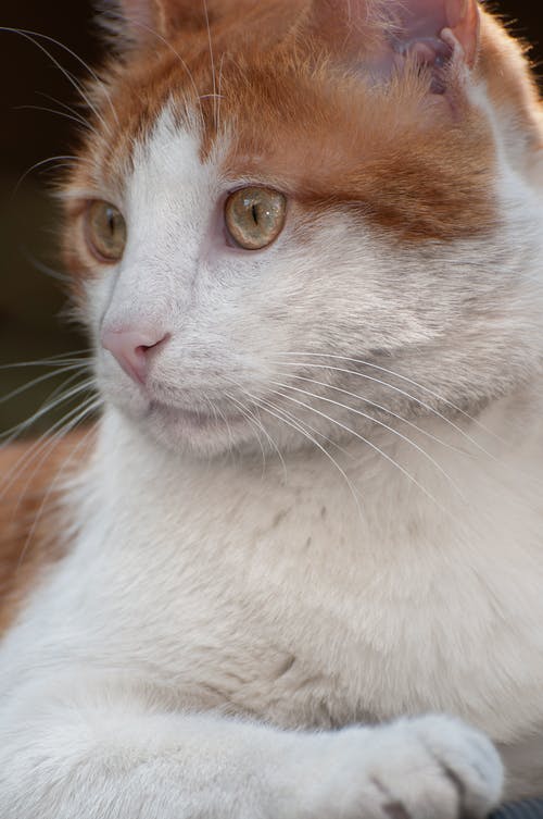 有关动物, 可爱, 可爱的的免费素材图片