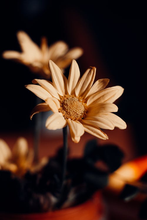 有关增长, 宏观, 模糊背景的免费素材图片