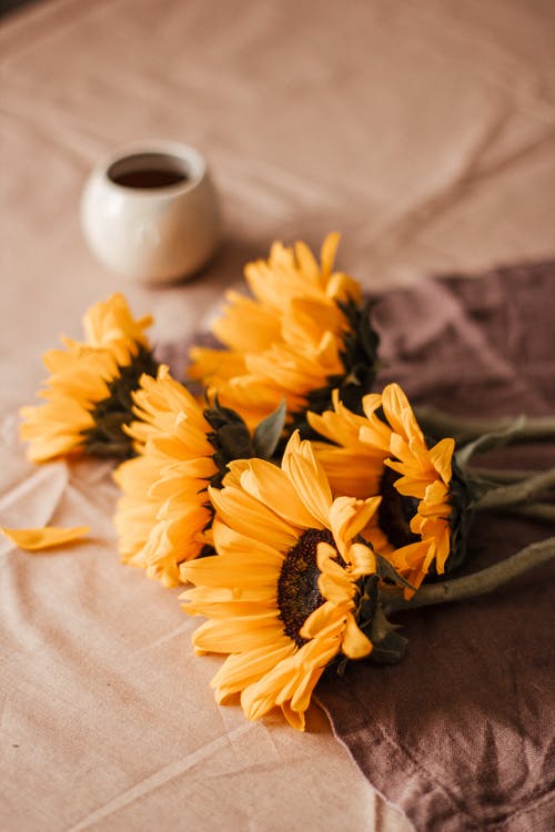 有关元素, 光, 创作的的免费素材图片