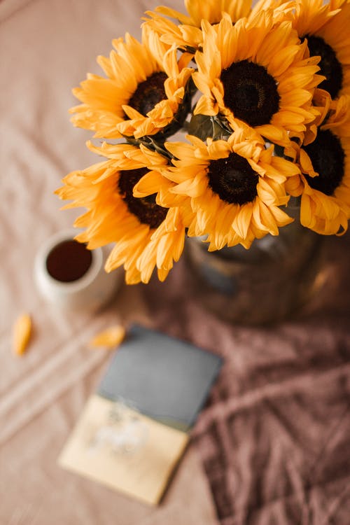 有关光, 创作的, 向日葵的免费素材图片