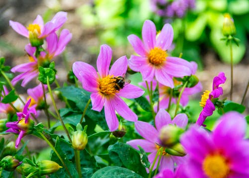 有关天性, 微妙, 授粉的免费素材图片