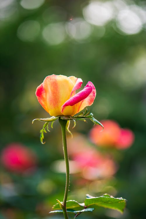 有关垂直拍摄, 增長, 天性的免费素材图片