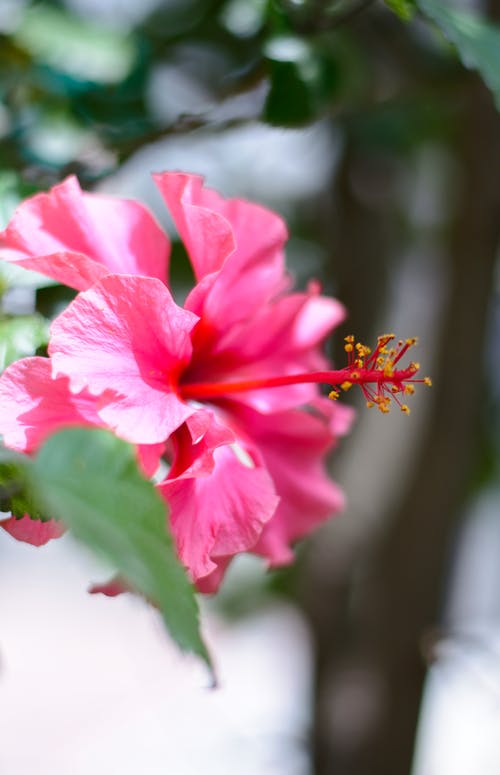 有关微妙, 微距摄影, 新德里的免费素材图片