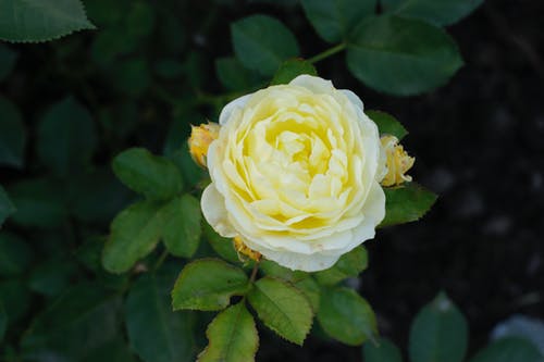 有关味道, 头顶射击, 从上面的免费素材图片