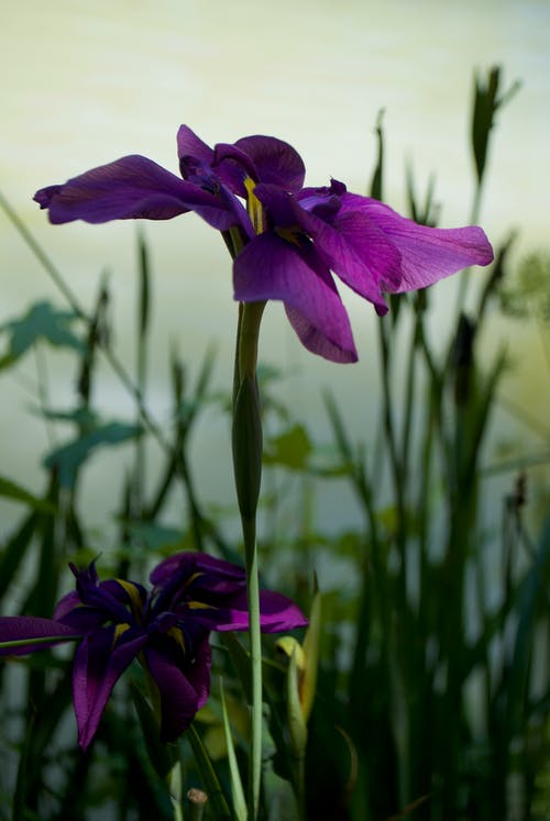 有关垂直拍摄, 增长, 天性的免费素材图片