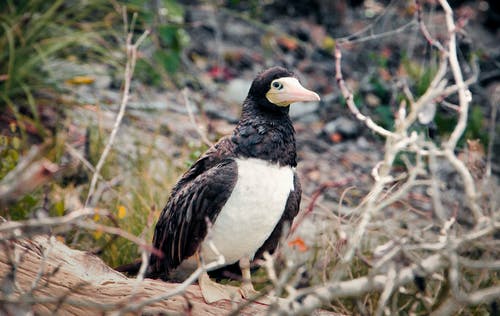 有关动物, 动物摄影, 浅焦点的免费素材图片