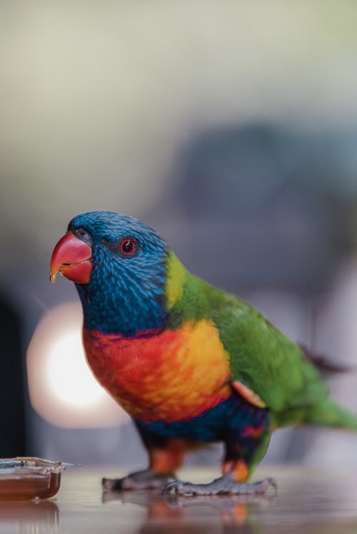 有关垂直拍摄, 彩虹澳洲鹦鹉, 景深的免费素材图片