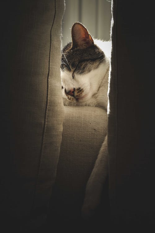 有关休息, 光, 公寓的免费素材图片