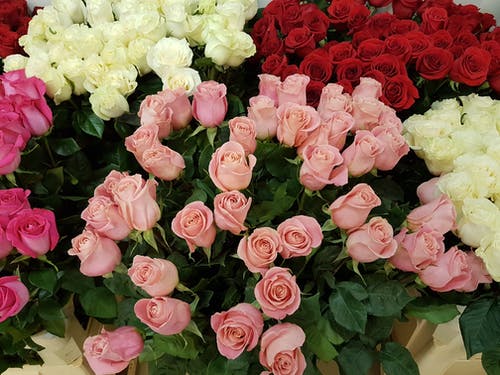 有关4k 桌面, 微妙, 植物的的免费素材图片