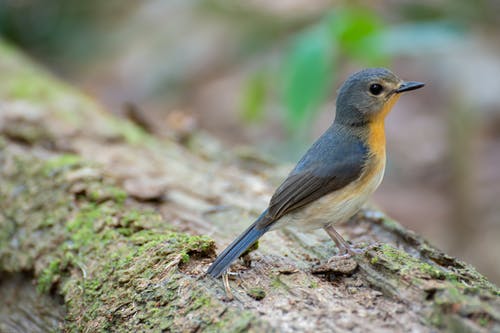 有关景深, 栖息, 模糊的背景的免费素材图片