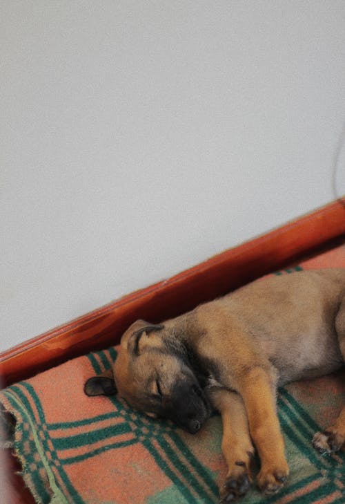 有关伴侣, 可爱, 可爱的的免费素材图片