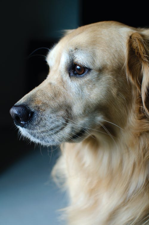 有关动物, 哺乳动物, 垂直拍摄的免费素材图片