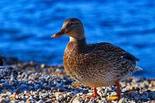 有关动物, 动物摄影, 卵石的免费素材图片