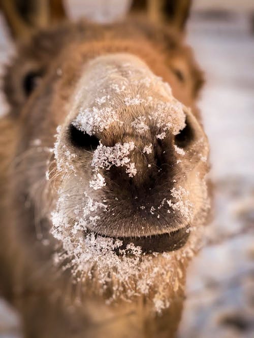 有关动物, 动物摄影, 动物的鼻子的免费素材图片