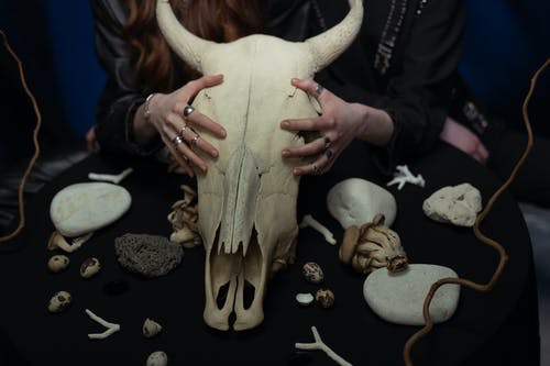 有关动物头骨, 千里眼, 哥德式的免费素材图片
