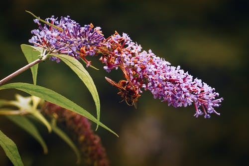 有关动物, 微距拍摄, 户外的免费素材图片