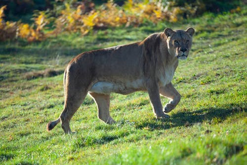 有关动物, 哺乳动物, 天性的免费素材图片