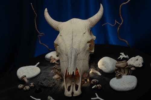 有关动物头骨, 千里眼, 哥德式的免费素材图片